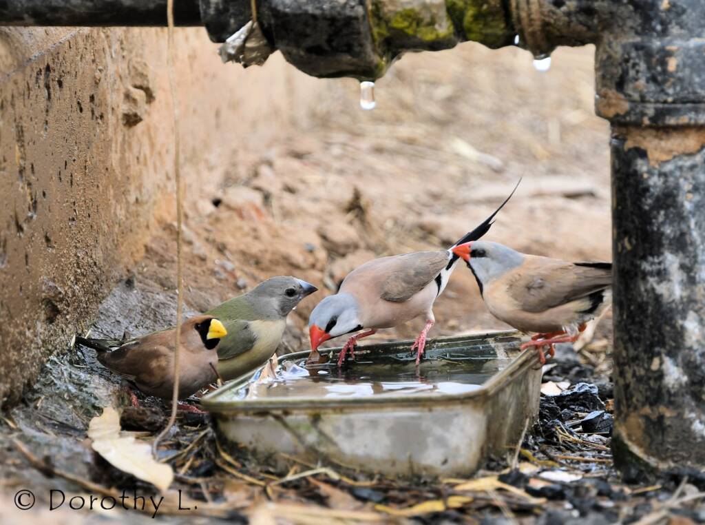 Long-tailed Finches, Masked Finch and immature Gouldian Finch, south of Larrimah, NT