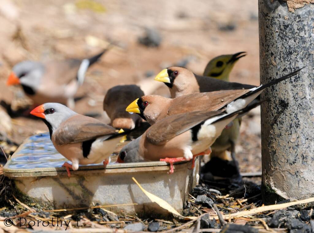 Long-tailed Finches and, Masked Finches, south of Larrimah, NT