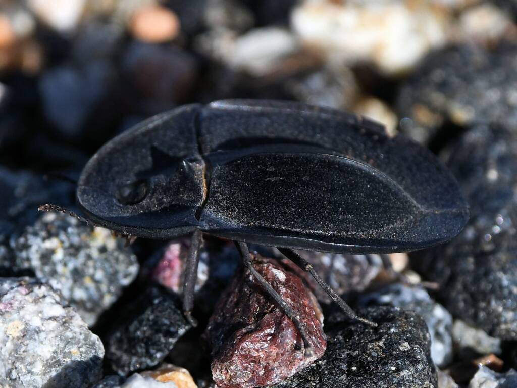 Pie-dish Beetle (Helea scaphiformis), member of Darkling Beetles (family Tenebrionidae), Alice Springs Sewage Ponds © Dorothy Latimer