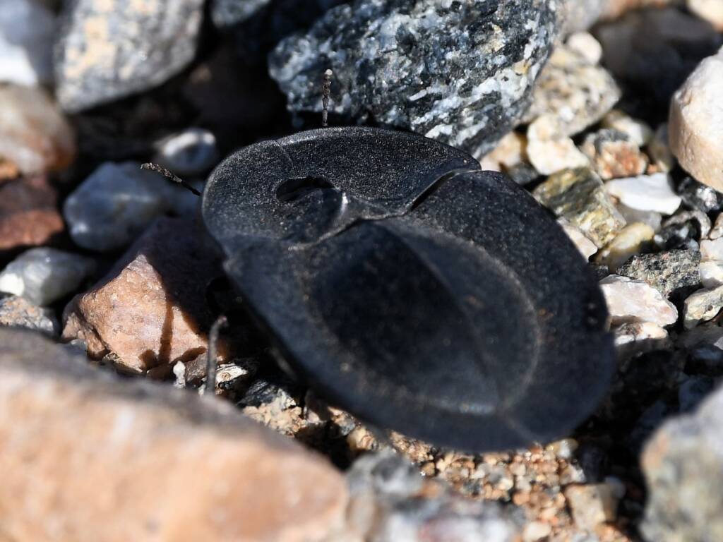 Pie-dish Beetle (Helea scaphiformis), member of Darkling Beetles (family Tenebrionidae), Alice Springs Sewage Ponds © Dorothy Latimer
