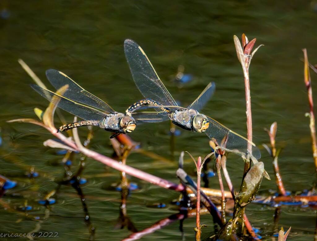 A pair of dragonflies (Hemianax papuensis), Penshurst NSW © Ericaceae Photography