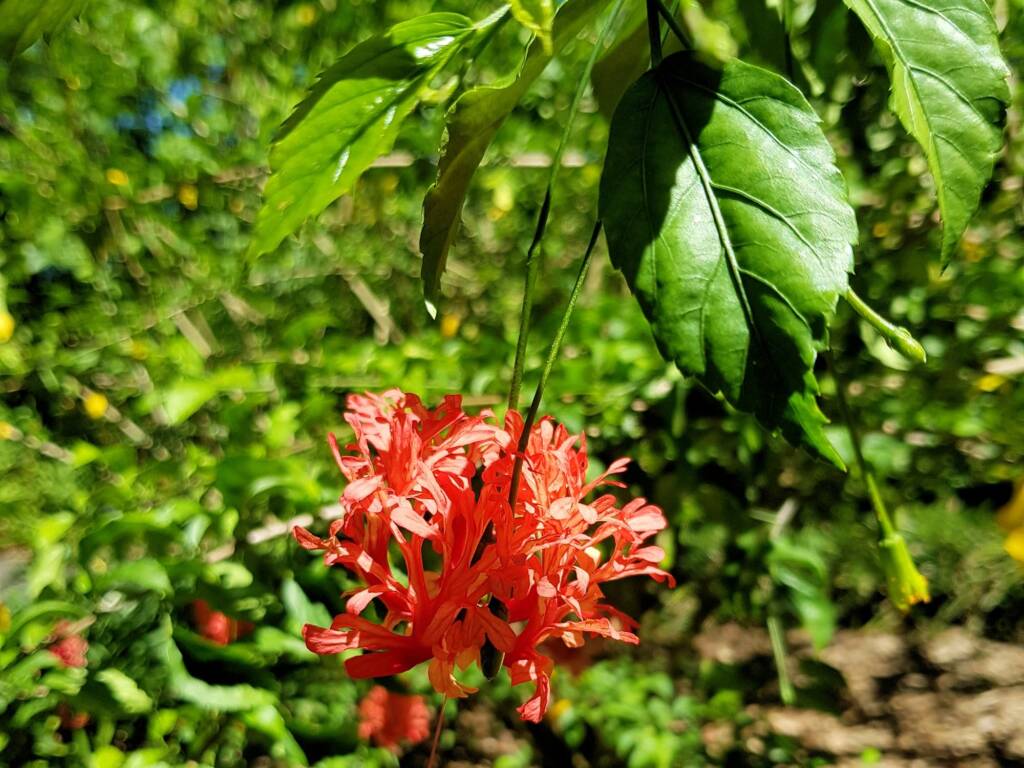 Spider Hibiscus / Japanese Lantern (Hibiscus schizopetalus), Royal Botanic Garden Sydney NSW