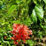 Spider Hibiscus / Japanese Lantern (Hibiscus schizopetalus), Royal Botanic Garden Sydney NSW