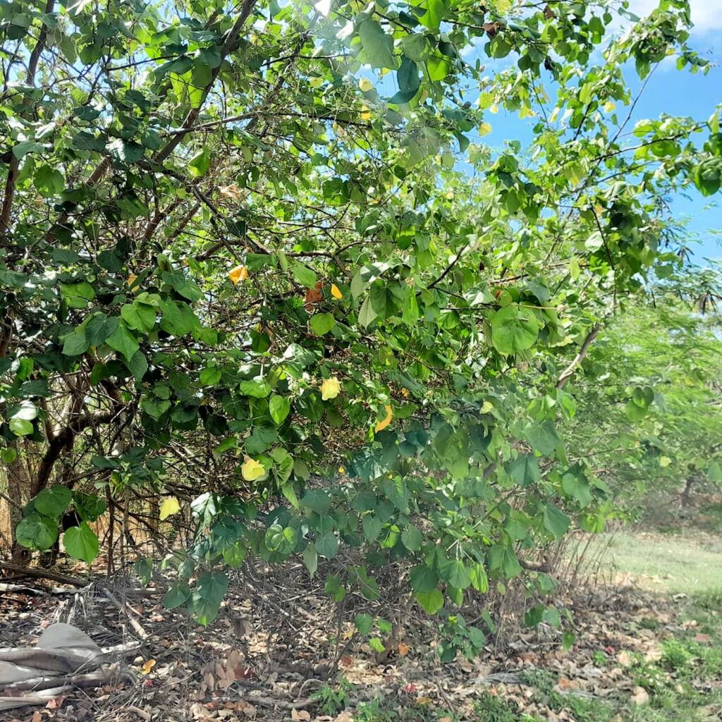 Cottonwood Tree (Hibiscus Tiliaceus), Mackay QLD © Wayne Jeffree