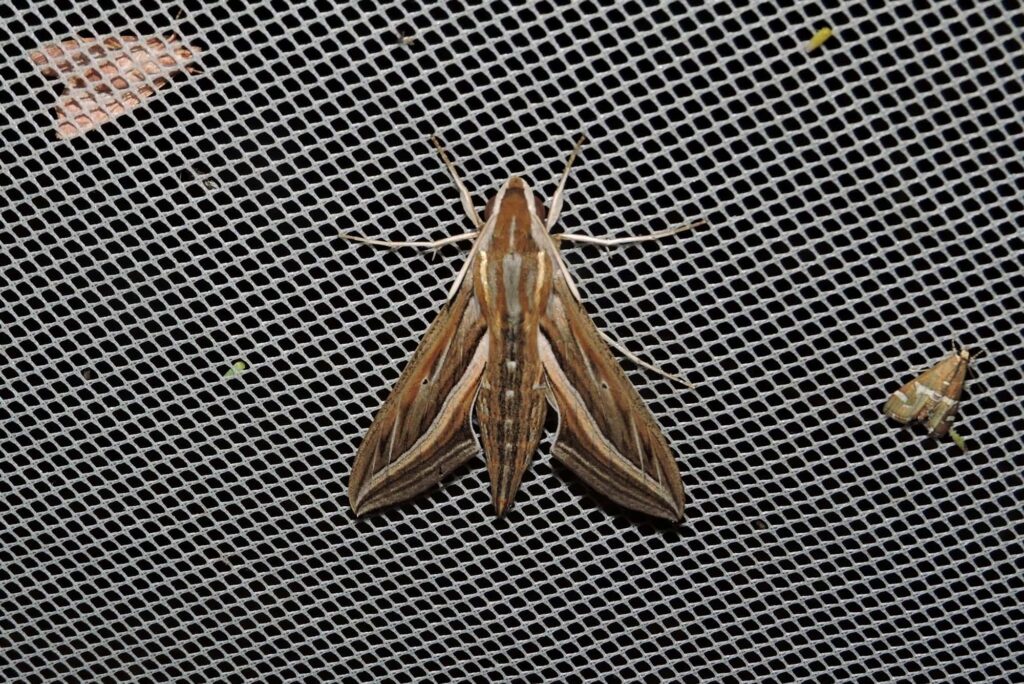 Hippotion celerio, Yalgorup S F WA © Paul Kay