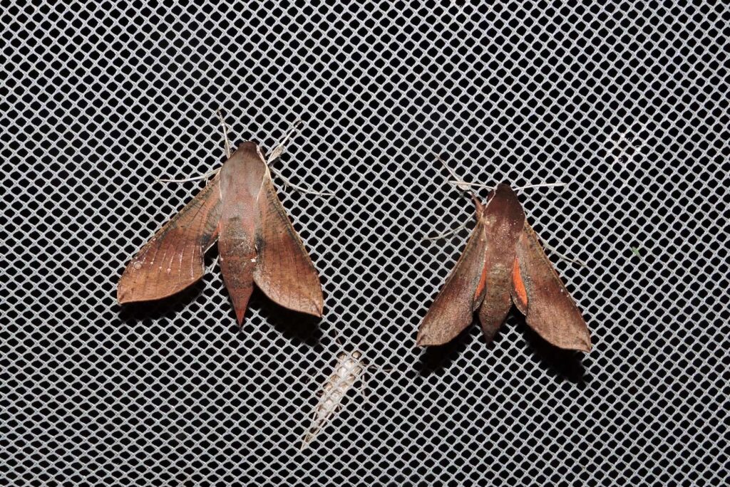Hippotion scrofa, Yalgorup S F WA © Paul Kay