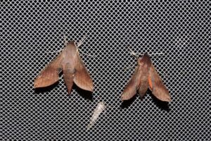 Hippotion scrofa, Yalgorup S F WA © Paul Kay