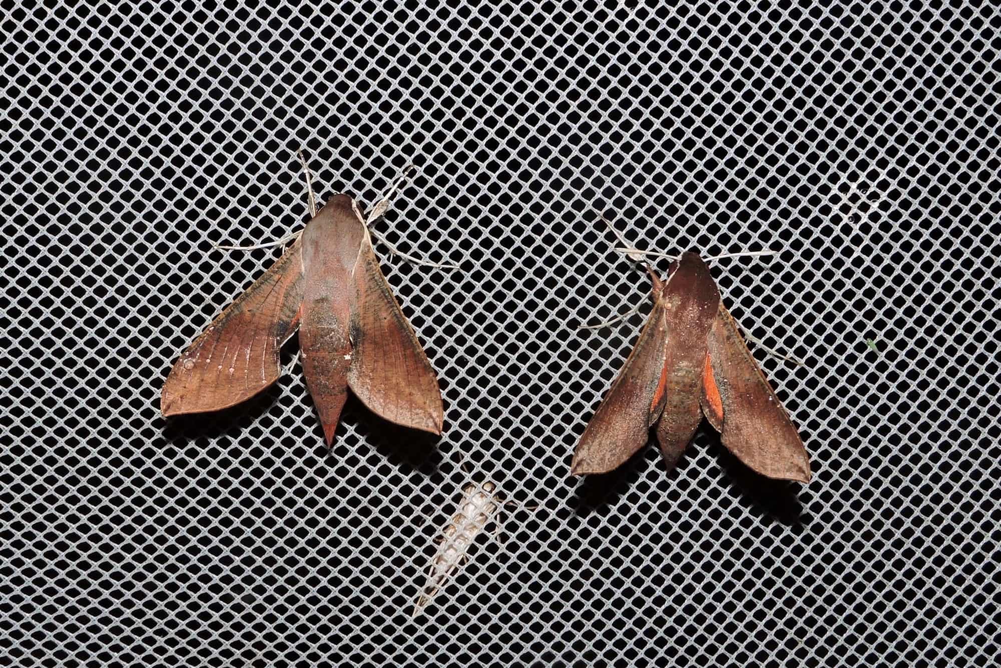 Hippotion scrofa, Yalgorup S F WA © Paul Kay