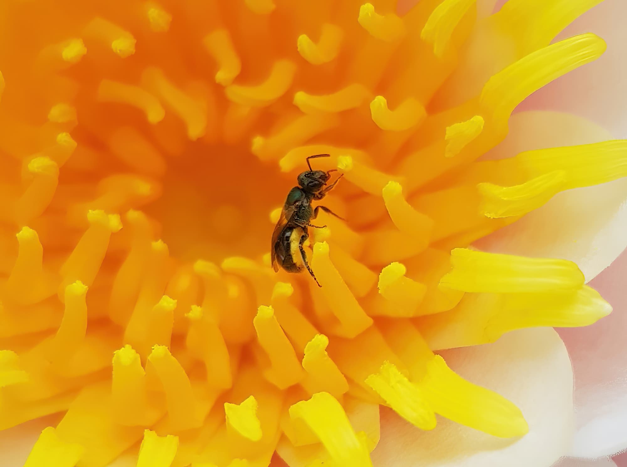 Genus Lasioglossum, most likely Species Lasioglossum (Homalictus) urbanus, Alice Springs, NT