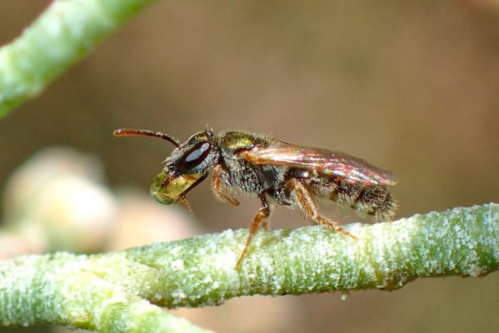 Bubbling Homalictus bee © Gary Taylor