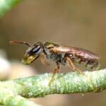 Bubbling Homalictus bee © Gary Taylor