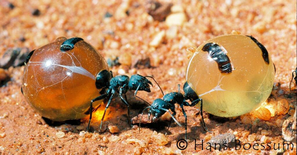 Honey Ants © Hans Boessum