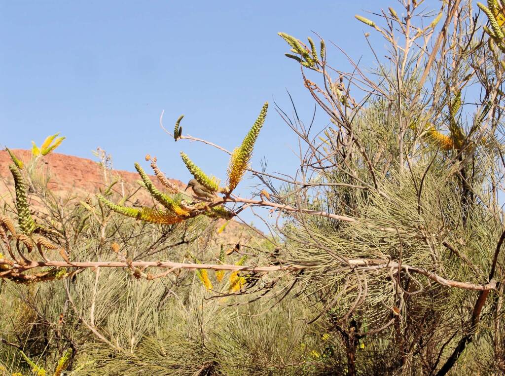 Honey Grevillea (Grevillea eriostachya), Alice Springs Desert Park