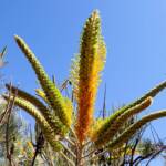 Honey Grevillea (Grevillea eriostachya), Alice Springs Desert Park
