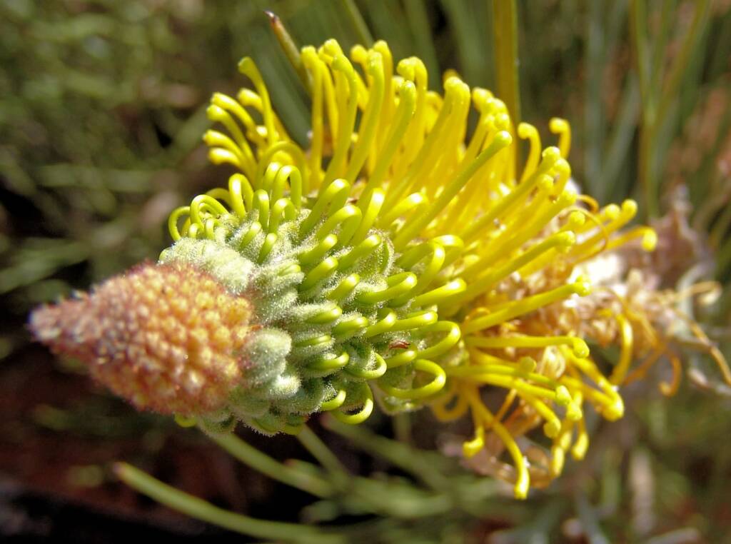 Honey Grevillea (Grevillea eriostachya), Uluru-Kata Tjuta National Park