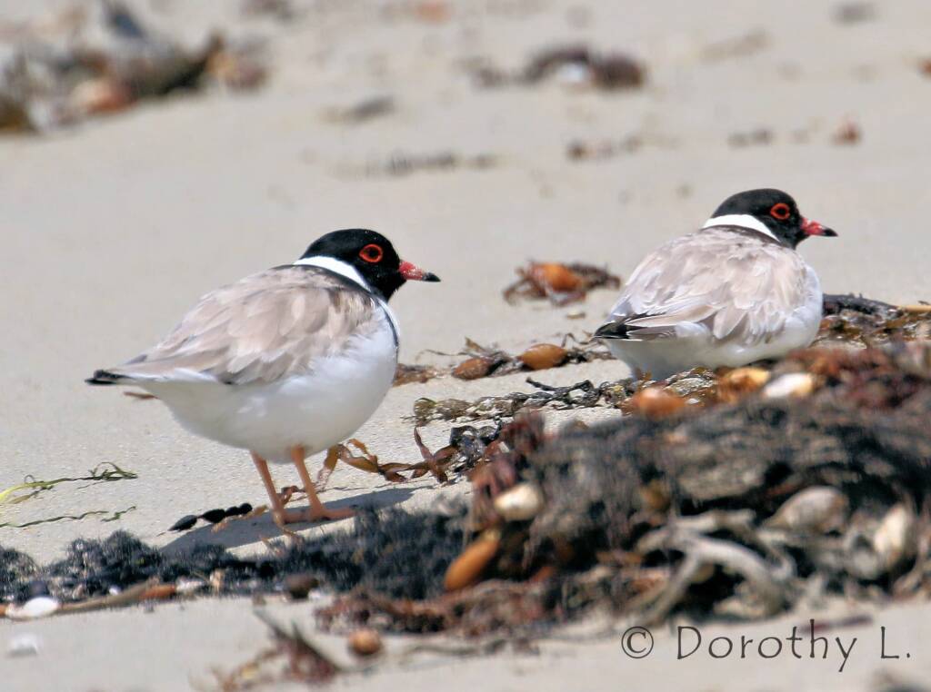Hooded Plover (Thinornis cucullatus)