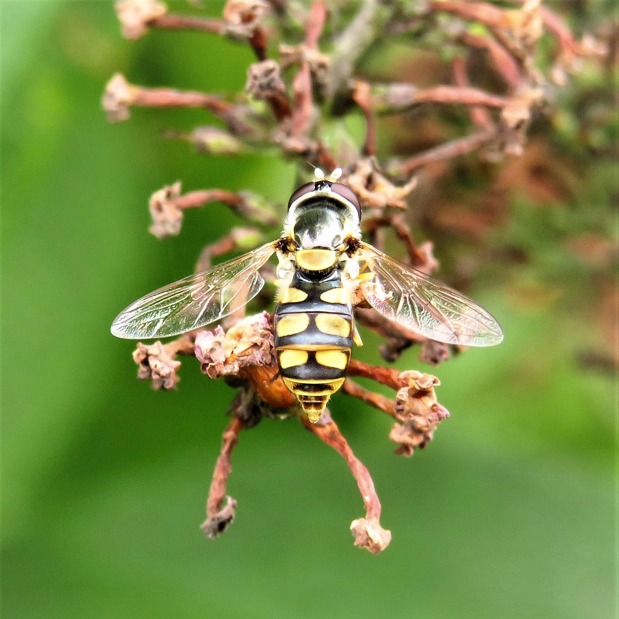 Yellowshouldered Stout Hover Fly (Simosyrphus grandicornis) Ausemade