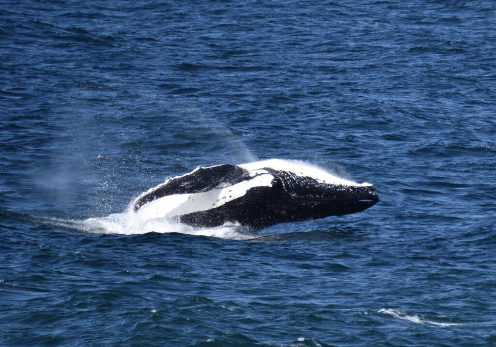 Humpback Whale (Megaptera novaeangliae). Taken from a shoreline lookout at Dalmeny in southern NSW, Australia © Phil Warburton