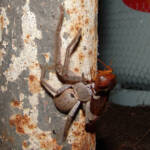 Huntsman Spider, near Goulburn, NSW