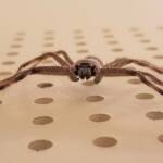 Huntsman Spider, Alice Springs, NT