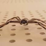 Huntsman Spider, Alice Springs, NT