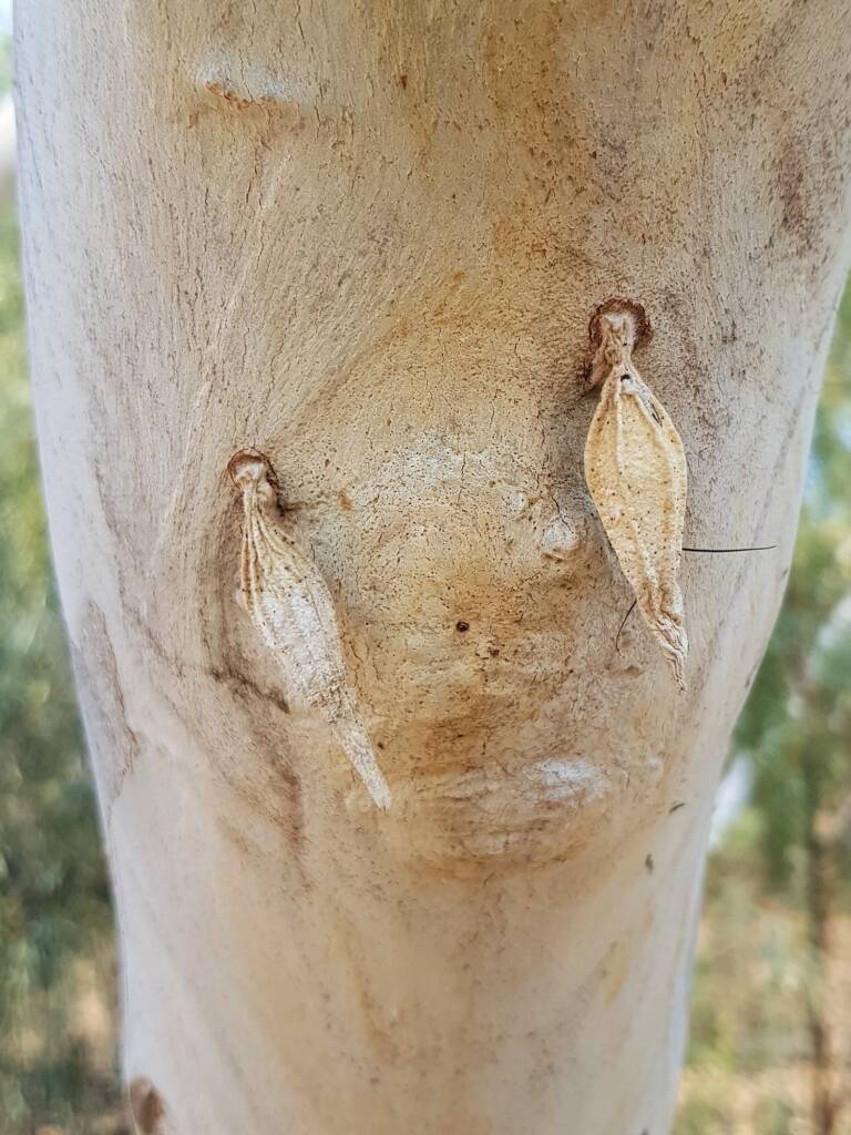Pupal case of Hyalarcta nigrescens, Alice Springs Desert Park NT