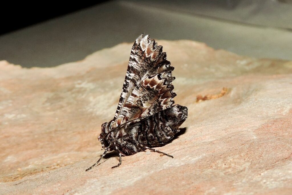 Hypographa aristarcha (Geometer Moth), Yalgorup forest WA © Paul Kay