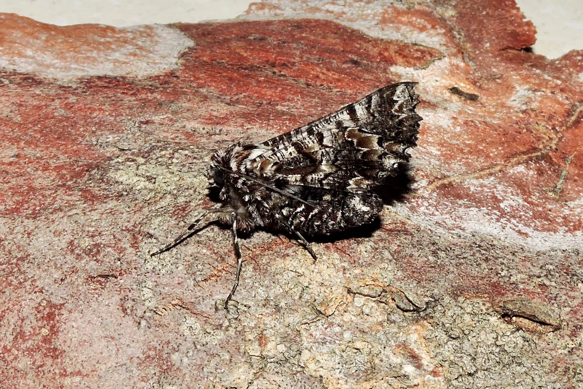 Hypographa aristarcha (Geometer Moth), Yalgorup forest WA © Paul Kay