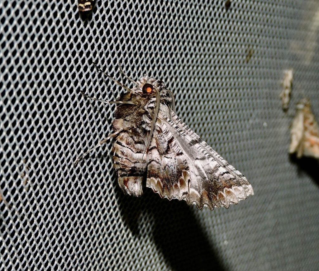 Hypographa aristarcha (Geometer Moth), Yalgorup forest WA © Paul Kay
