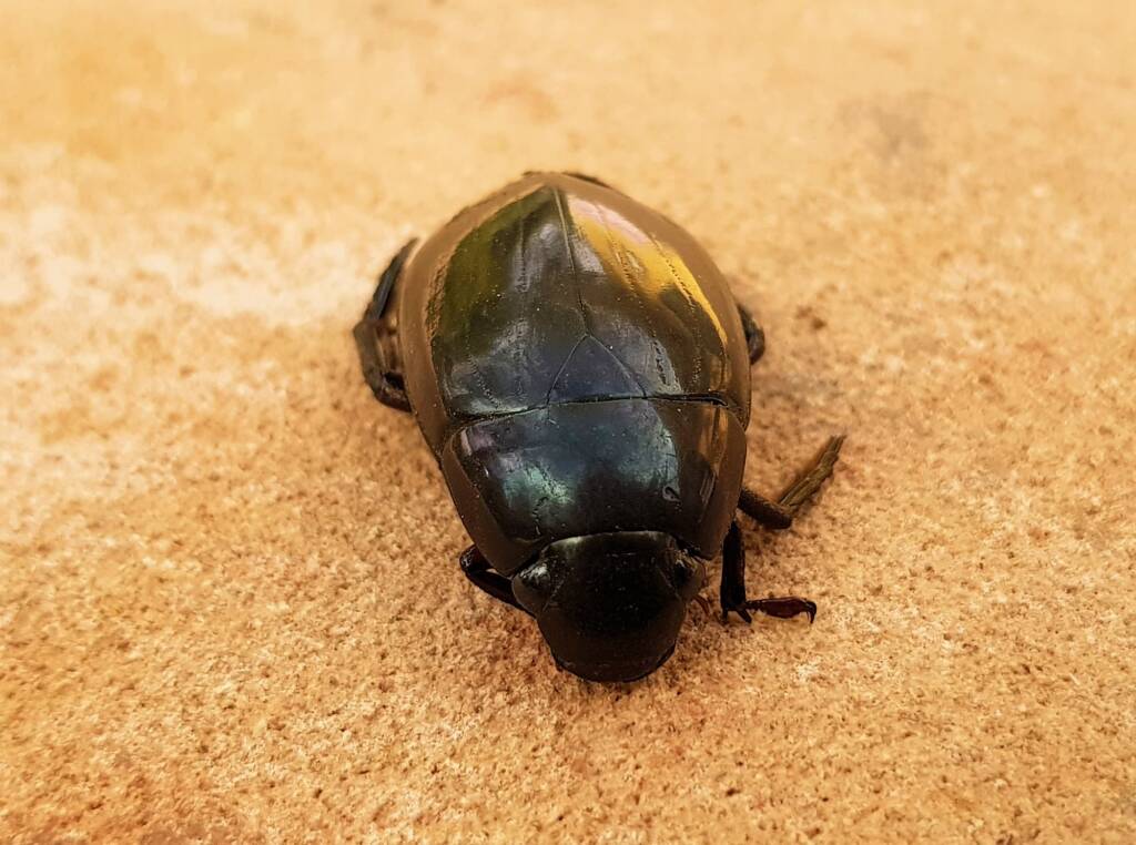 Large Water Beetles - Hydrophilus (Hydrophilus) brevispina, Alice Springs NT
