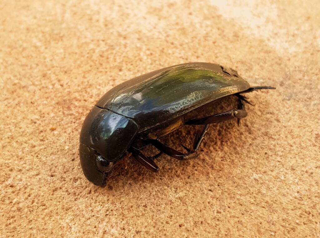 Large Water Beetles - Hydrophilus (Hydrophilus) brevispina, Alice Springs NT