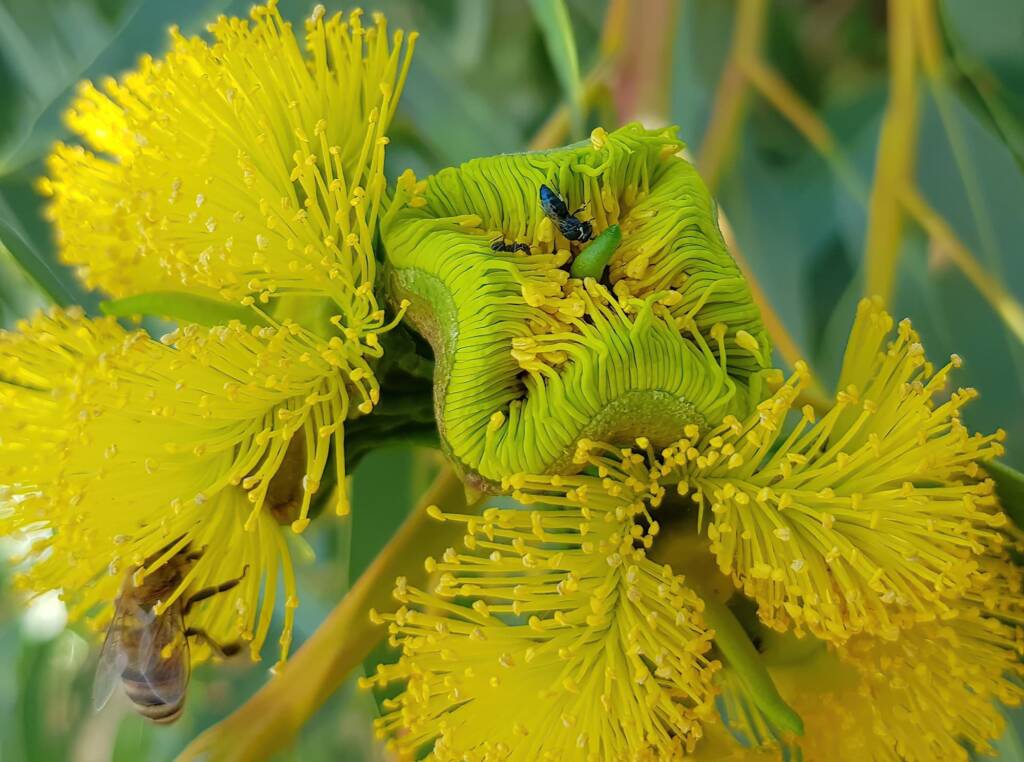 Hylaeus albonitens, Alice Springs, NT