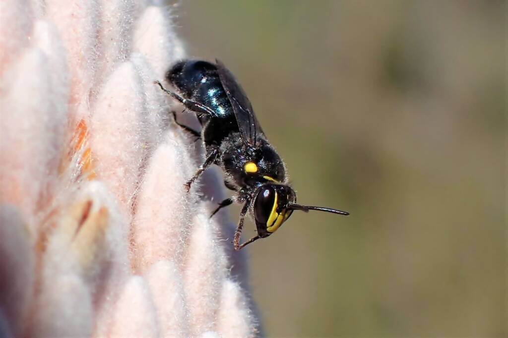 Hylaeus alcyoneus (Banksia Bee) © Gary Taylor