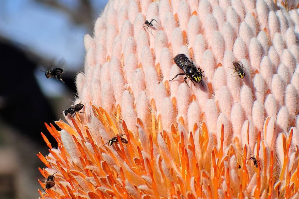 Banksia Bee (Hylaeus alcyoneus) with smaller Hylaeine and even smaller Hylaeus © Gary Taylor