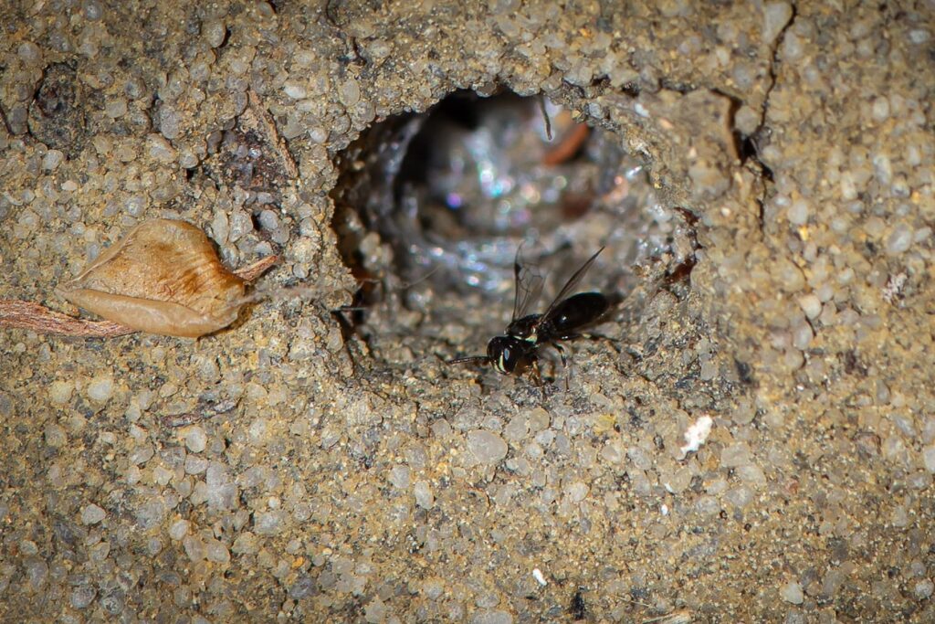 Healesville Masked Bee (Hylaeus aralis), Jandakot WA © Faye Arcaro
