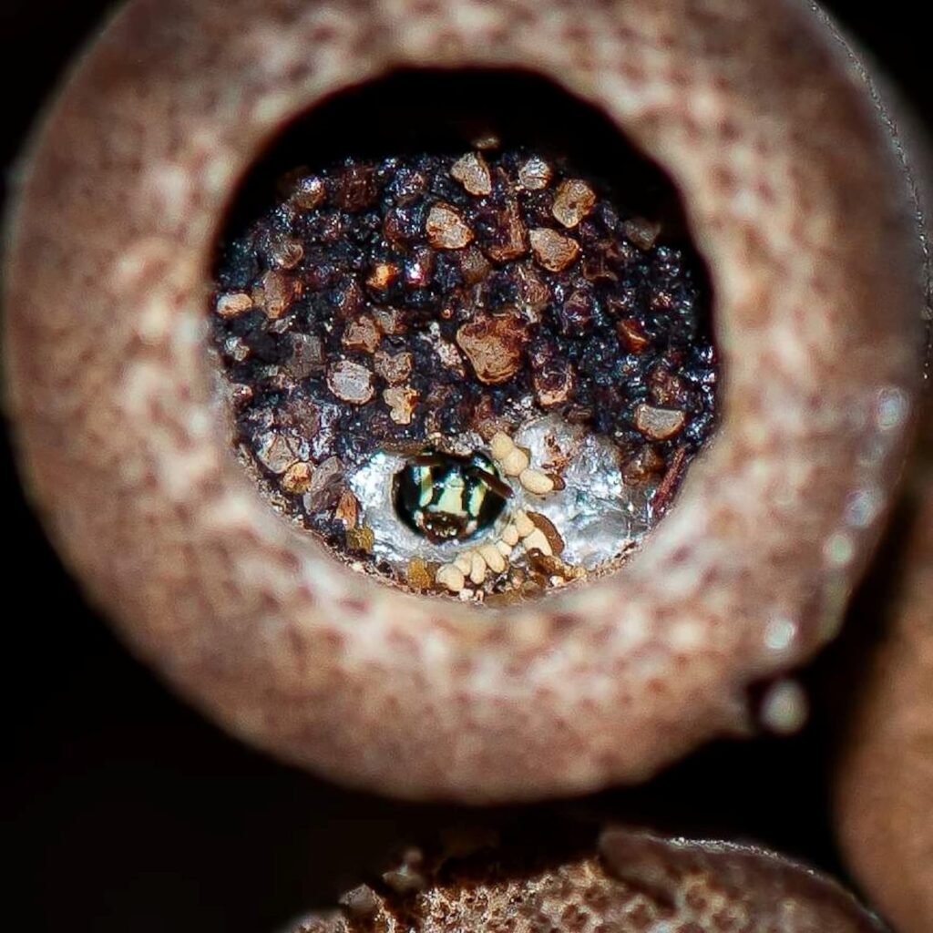 Healesville Masked Bee (Hylaeus aralis), Jandakot WA © Faye Arcaro