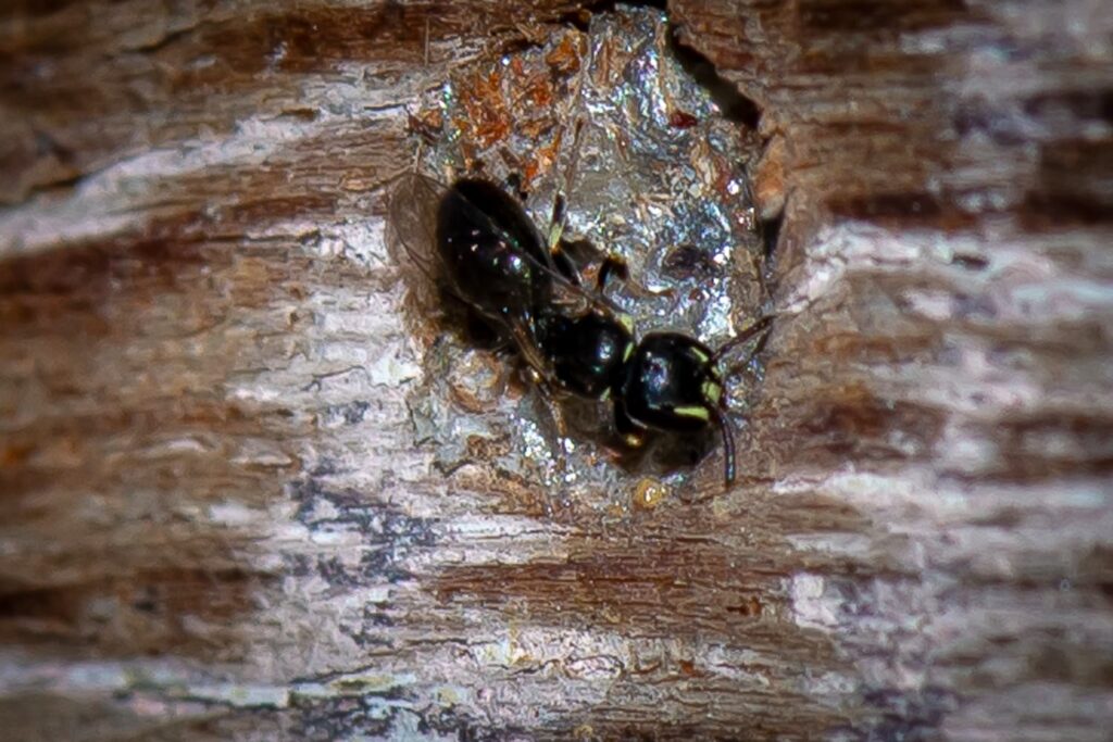 Healesville Masked Bee (Hylaeus aralis), Jandakot WA © Faye Arcaro