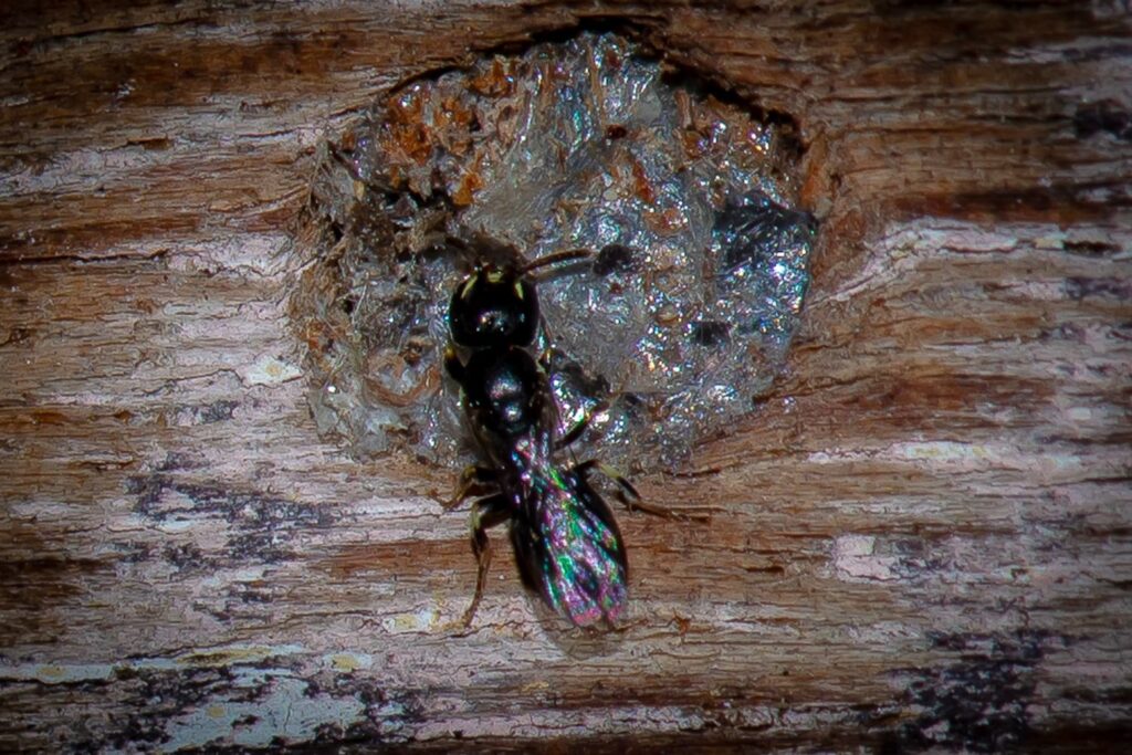 Healesville Masked Bee (Hylaeus aralis), Jandakot WA © Faye Arcaro