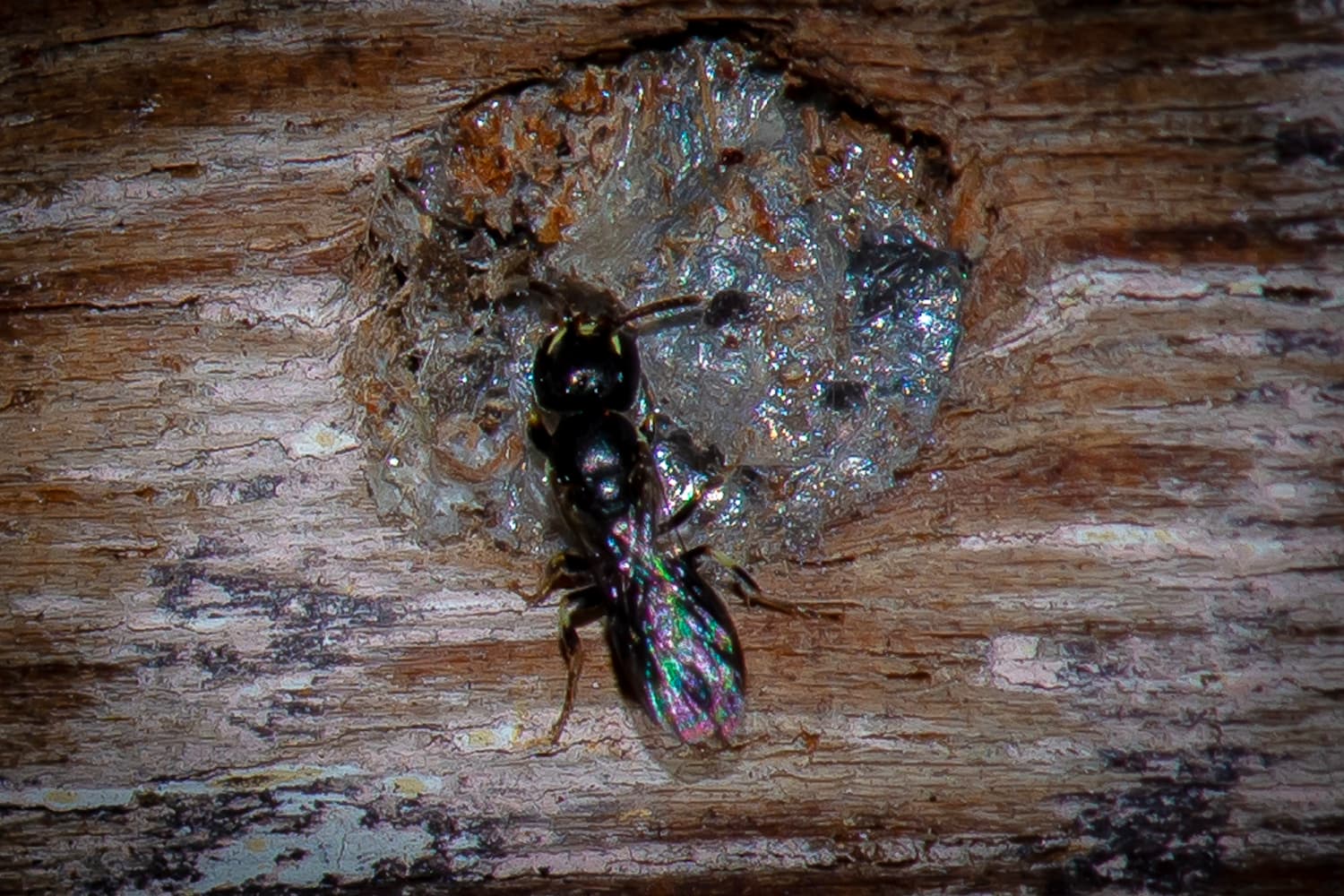 Healesville Masked Bee (Hylaeus aralis), Jandakot WA © Faye Arcaro