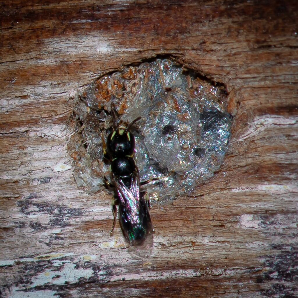 Healesville Masked Bee (Hylaeus aralis), Jandakot WA © Faye Arcaro