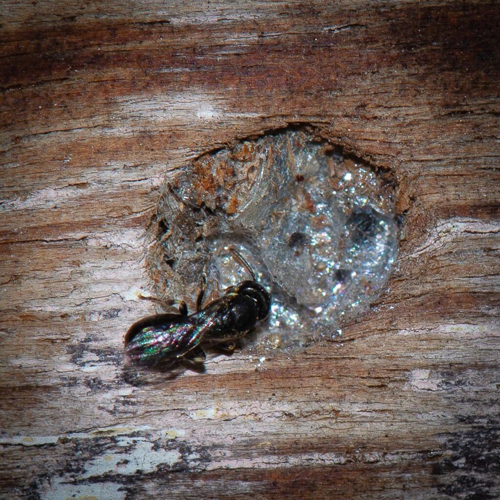 Healesville Masked Bee (Hylaeus aralis), Jandakot WA © Faye Arcaro