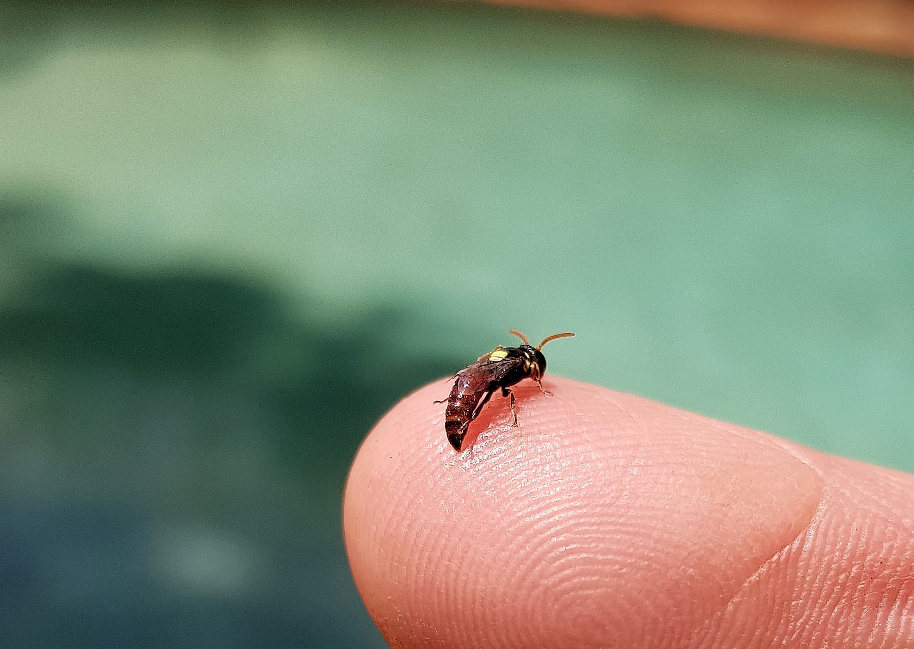 Hylaeus dromedarius, Alice Springs NT