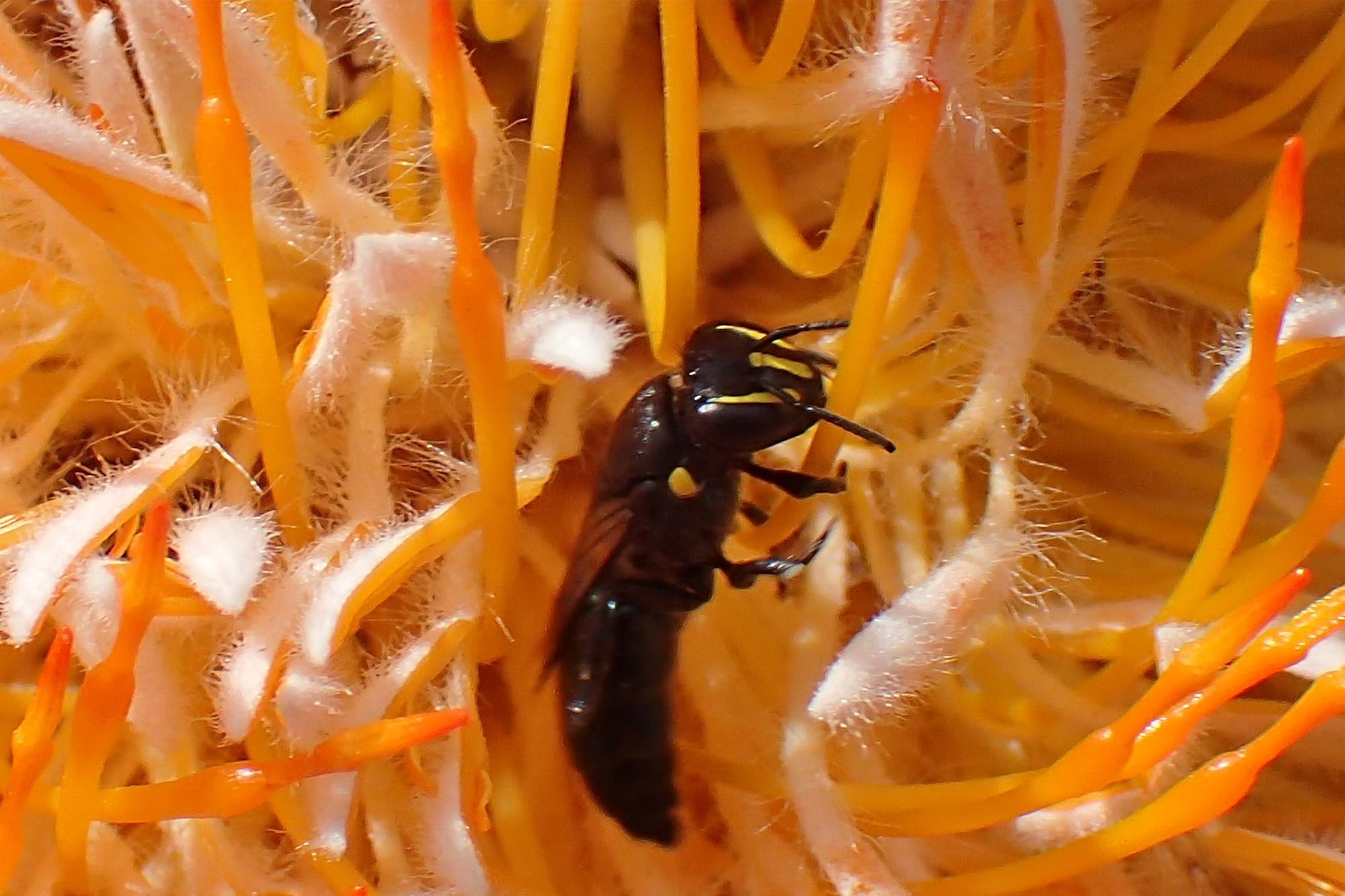 Hylaeus (Macrohylaeus) alcyoneus (female), Midwest WA © Gary Taylor