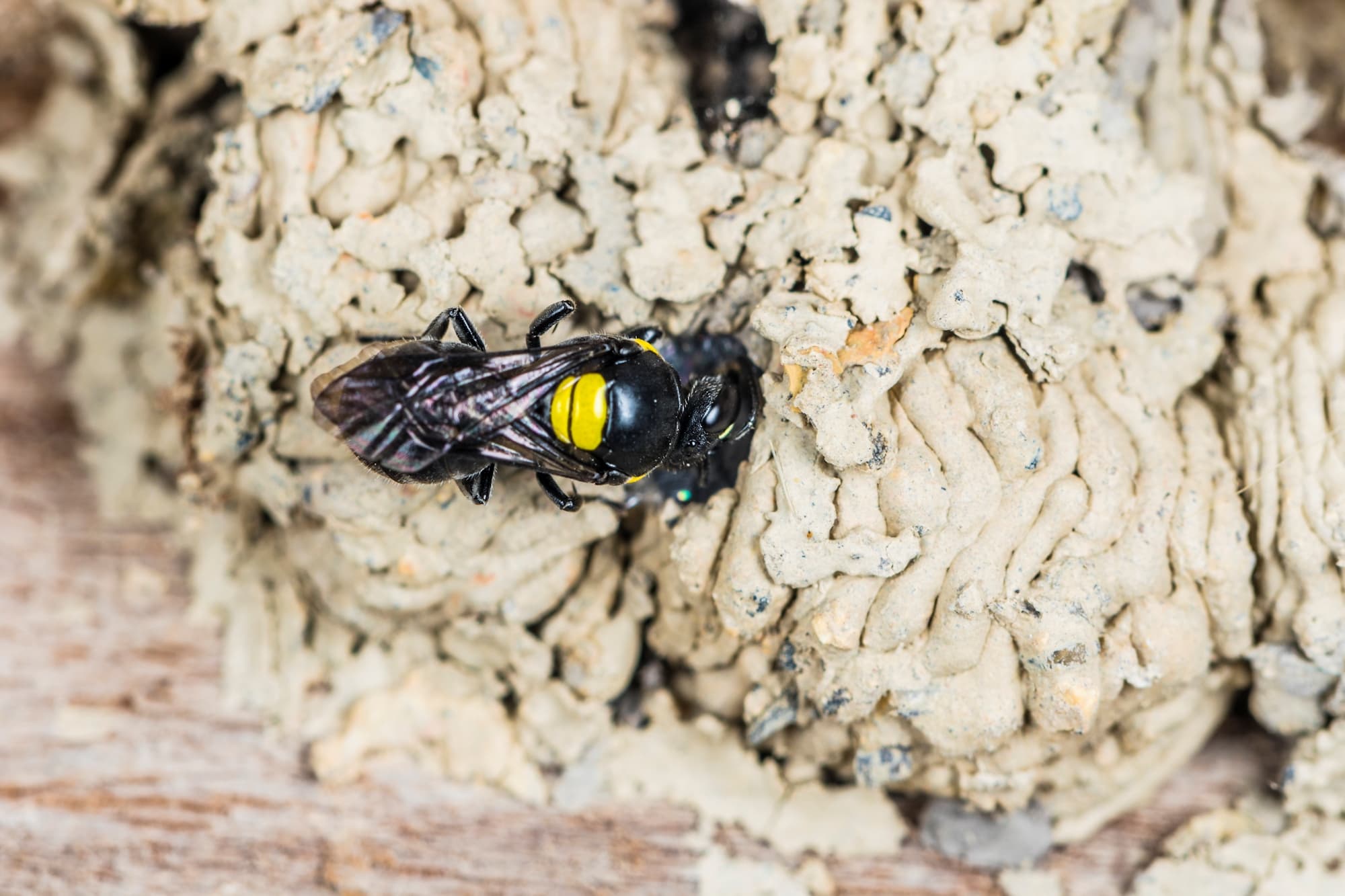 Hylaeus nubilosus nesting in disused wasp mud nest, Emerald Beach NSW © Norm Farmer