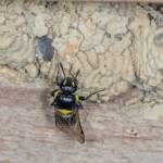 Hylaeus nubilosus and capped cell in disused wasp mud nest, Emerald Beach NSW © Norm Farmer