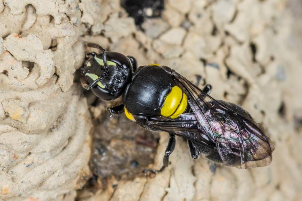 Hylaeus nubilosus capping cell in disused wasp mud nest, Emerald Beach NSW © Norm Farmer