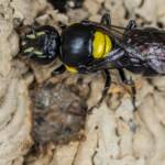 Hylaeus nubilosus capping cell in disused wasp mud nest, Emerald Beach NSW © Norm Farmer