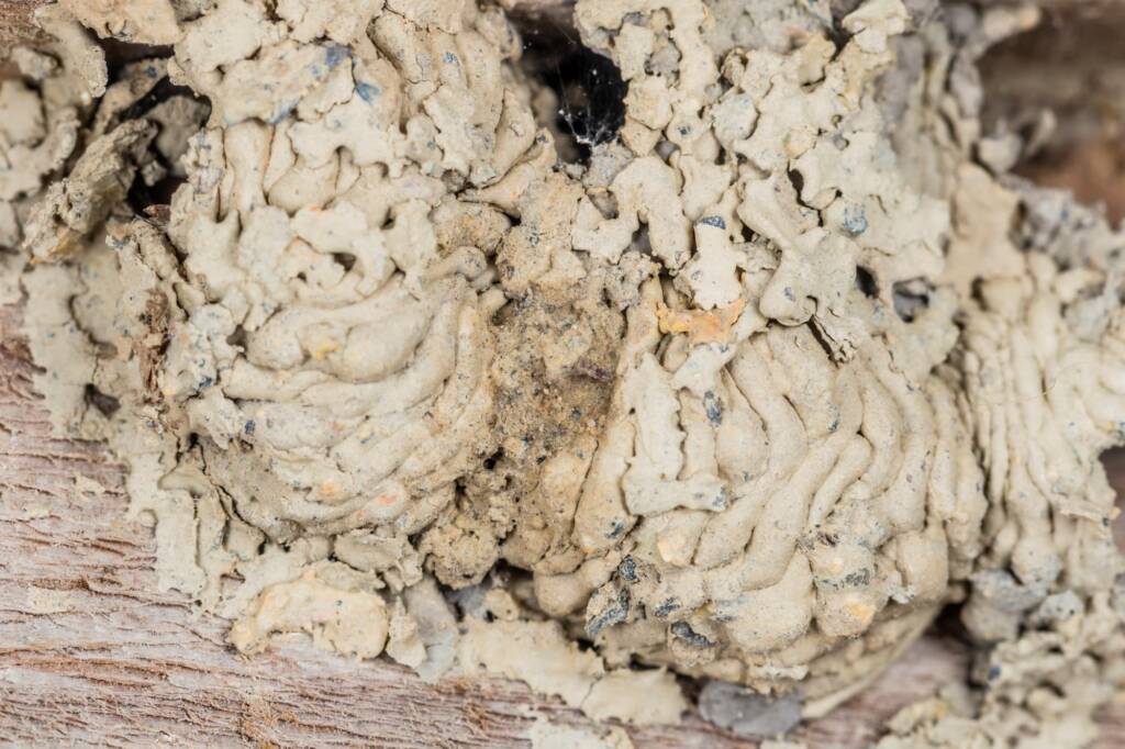 Hylaeus nubilosus capped cell in disused wasp mud nest, Emerald Beach NSW © Norm Farmer