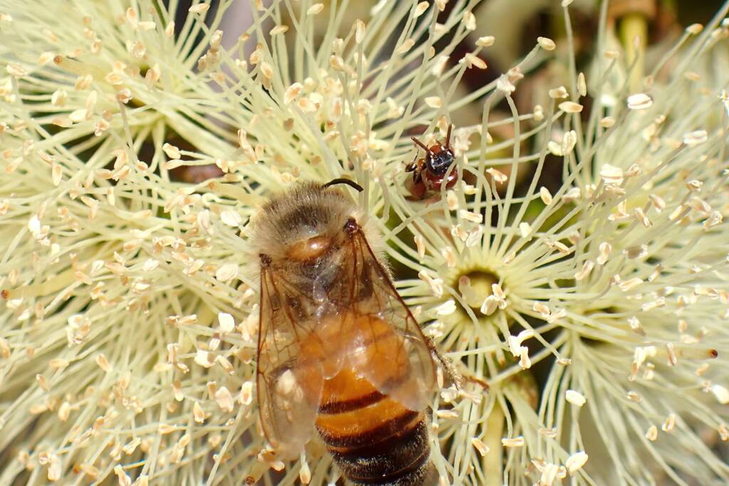Hylaeus (Rhodohylaeus) proximus and honey bee, Geraldton, Midwest WA © Gary Taylor