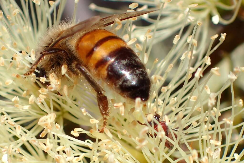 Hylaeus (Rhodohylaeus) proximus and honey bee, Geraldton, Midwest WA © Gary Taylor